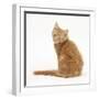 Ginger Kitten, Looking over His Shoulder-Mark Taylor-Framed Photographic Print