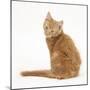 Ginger Kitten, Looking over His Shoulder-Mark Taylor-Mounted Photographic Print