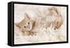 Ginger Kitten, Lying on Back on Rug-null-Framed Stretched Canvas