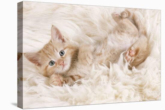 Ginger Kitten, Lying on Back on Rug-null-Stretched Canvas