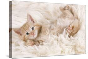 Ginger Kitten, Lying on Back on Rug-null-Stretched Canvas