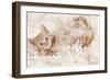 Ginger Kitten, Lying on Back on Rug-null-Framed Photographic Print