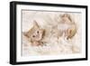 Ginger Kitten, Lying on Back on Rug-null-Framed Photographic Print