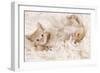 Ginger Kitten, Lying on Back on Rug-null-Framed Photographic Print