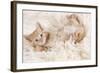 Ginger Kitten, Lying on Back on Rug-null-Framed Photographic Print