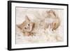 Ginger Kitten, Lying on Back on Rug-null-Framed Photographic Print