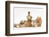 Ginger Kitten Lying on its Back with a Mallard Duckling Walking over It-Mark Taylor-Framed Photographic Print