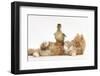 Ginger Kitten Lying on its Back with a Mallard Duckling Walking over It-Mark Taylor-Framed Photographic Print