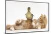 Ginger Kitten Lying on its Back with a Mallard Duckling Walking over It-Mark Taylor-Mounted Photographic Print