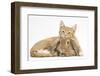 Ginger Kitten Lying with Head on Sandy Lionhead Rabbit-Mark Taylor-Framed Photographic Print