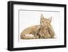 Ginger Kitten Lying with Head on Sandy Lionhead Rabbit-Mark Taylor-Framed Photographic Print