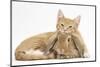 Ginger Kitten Lying with Head on Sandy Lionhead Rabbit-Mark Taylor-Mounted Photographic Print