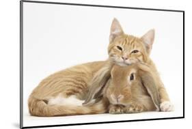 Ginger Kitten Lying with Head on Sandy Lionhead Rabbit-Mark Taylor-Mounted Photographic Print