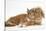 Ginger Kitten Lying with Sandy Lionhead Rabbit-Mark Taylor-Stretched Canvas