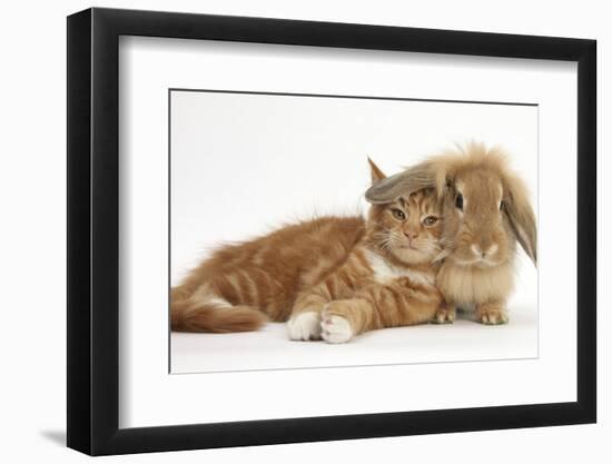 Ginger Kitten Lying with Sandy Lionhead Rabbit-Mark Taylor-Framed Photographic Print