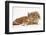 Ginger Kitten Lying with Sandy Lionhead Rabbit-Mark Taylor-Framed Photographic Print