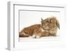 Ginger Kitten Lying with Sandy Lionhead Rabbit-Mark Taylor-Framed Photographic Print
