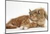 Ginger Kitten Lying with Sandy Lionhead Rabbit-Mark Taylor-Mounted Photographic Print