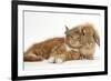 Ginger Kitten Lying with Sandy Lionhead Rabbit-Mark Taylor-Framed Photographic Print