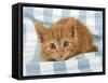 Ginger Kitten on Blue Gingham-null-Framed Stretched Canvas