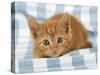 Ginger Kitten on Blue Gingham-null-Stretched Canvas