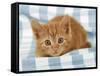 Ginger Kitten on Blue Gingham-null-Framed Stretched Canvas