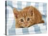 Ginger Kitten on Blue Gingham-null-Stretched Canvas