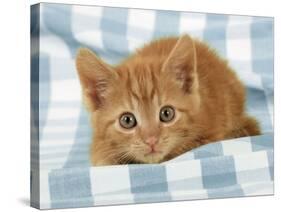 Ginger Kitten on Blue Gingham-null-Stretched Canvas