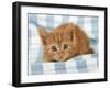 Ginger Kitten on Blue Gingham-null-Framed Photographic Print