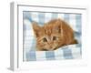 Ginger Kitten on Blue Gingham-null-Framed Photographic Print