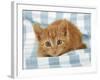 Ginger Kitten on Blue Gingham-null-Framed Photographic Print