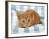 Ginger Kitten on Blue Gingham-null-Framed Photographic Print