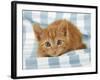 Ginger Kitten on Blue Gingham-null-Framed Photographic Print