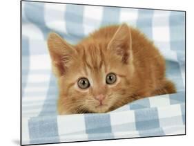 Ginger Kitten on Blue Gingham-null-Mounted Photographic Print