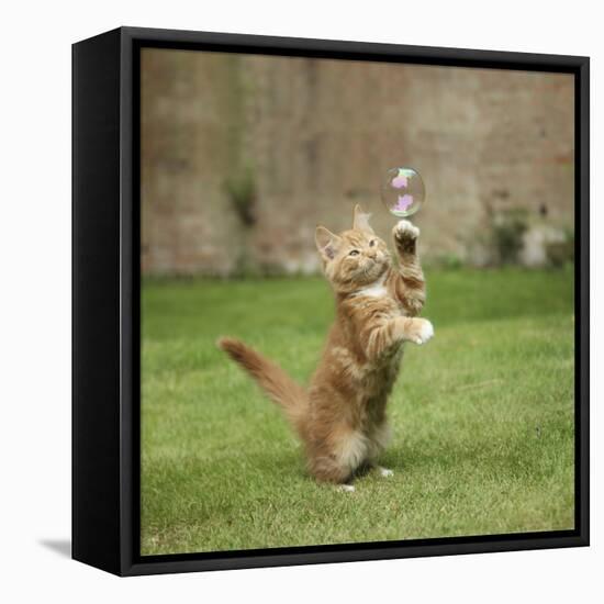 Ginger Kitten on Grass Swiping at a Soap Bubble-Mark Taylor-Framed Stretched Canvas