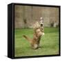 Ginger Kitten on Grass Swiping at a Soap Bubble-Mark Taylor-Framed Stretched Canvas