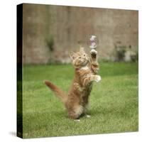 Ginger Kitten on Grass Swiping at a Soap Bubble-Mark Taylor-Stretched Canvas