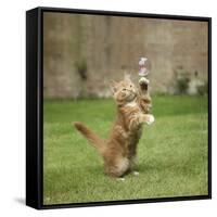 Ginger Kitten on Grass Swiping at a Soap Bubble-Mark Taylor-Framed Stretched Canvas