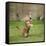 Ginger Kitten on Grass Swiping at a Soap Bubble-Mark Taylor-Framed Stretched Canvas