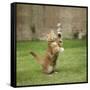 Ginger Kitten on Grass Swiping at a Soap Bubble-Mark Taylor-Framed Stretched Canvas