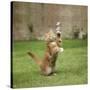 Ginger Kitten on Grass Swiping at a Soap Bubble-Mark Taylor-Stretched Canvas
