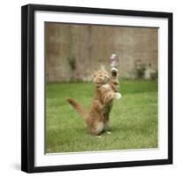 Ginger Kitten on Grass Swiping at a Soap Bubble-Mark Taylor-Framed Premium Photographic Print