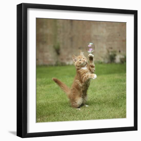 Ginger Kitten on Grass Swiping at a Soap Bubble-Mark Taylor-Framed Premium Photographic Print