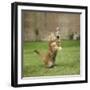 Ginger Kitten on Grass Swiping at a Soap Bubble-Mark Taylor-Framed Premium Photographic Print