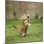 Ginger Kitten on Grass Swiping at a Soap Bubble-Mark Taylor-Mounted Premium Photographic Print