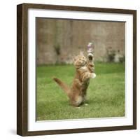 Ginger Kitten on Grass Swiping at a Soap Bubble-Mark Taylor-Framed Photographic Print