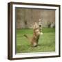 Ginger Kitten on Grass Swiping at a Soap Bubble-Mark Taylor-Framed Photographic Print