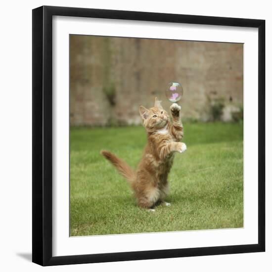 Ginger Kitten on Grass Swiping at a Soap Bubble-Mark Taylor-Framed Photographic Print