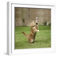 Ginger Kitten on Grass Swiping at a Soap Bubble-Mark Taylor-Framed Photographic Print