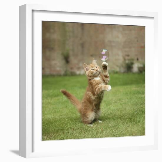 Ginger Kitten on Grass Swiping at a Soap Bubble-Mark Taylor-Framed Photographic Print